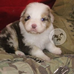 Victor - Red merle male Australian Shepherd puppy in Colorado Springs, Colorado from Dawn 2 Dusk Ranch
