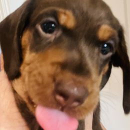 Dachshund Puppies from George Pidgeon
