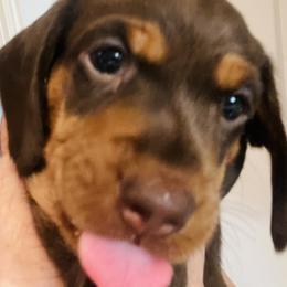 Dachshund Puppies from George Pidgeon