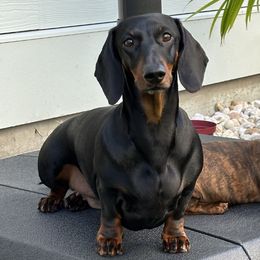 Dachshunds from Invicta Hounds