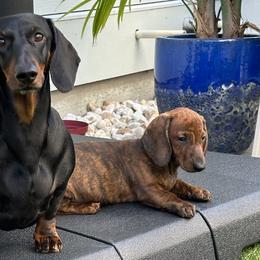 Dachshunds from Invicta Hounds