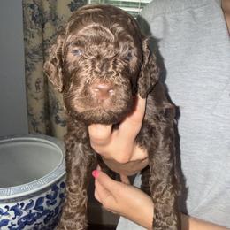 Don Juan (Green Boy) - Brown male Poodle puppy in Winterville, Georgia from Villa Rosa Poodles