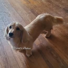 Ozzie - Dachshund