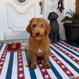 Charmander - Red male Bearded Retriever puppy in Norman, Oklahoma from Wilson Family Companions