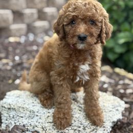 Hot Pink - Red  female Goldendoodle puppy in San Diego, California from Serrano Pups