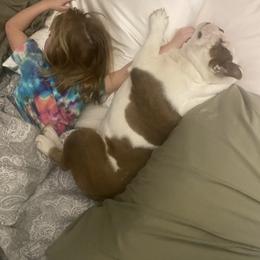Bulldog Puppies from Midwest Monster Made Bulldogs
