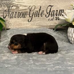 Katie - Black and white female Border Collie puppy in Moody, Texas from Narrow Gate Farm