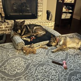 German Shepherd All Grown Up from A2 German Shepherd Dogs