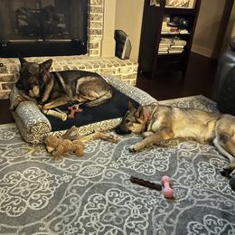 German Shepherd All Grown Up from A2 German Shepherd Dogs