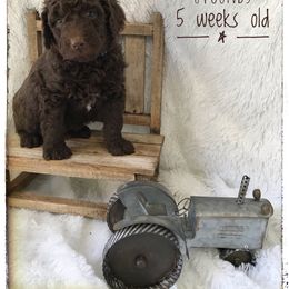 Aussiedoodle and Australian Shepherd Puppies from Dunroamin Farms Australian Shepherds and Aussiedoodles