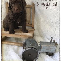 Aussiedoodle and Australian Shepherd Puppies from Dunroamin Farms Australian Shepherds and Aussiedoodles