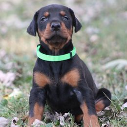 Jude - Black and rust male Doberman Pinscher puppy in Winchester, Ohio from 32 Farms