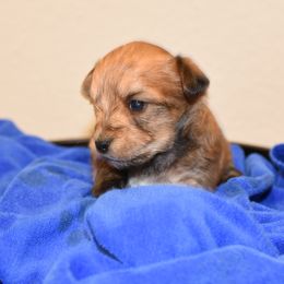 Rebel - Tan male Morkie puppy in Georgetown, Texas from Heart of Texas Morkies