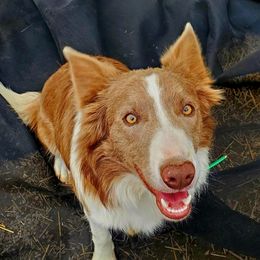 Tulsa - Border Collie
