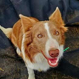 Tulsa - Border Collie