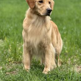 Dally - Golden Retriever