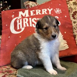 Maggie - Sable female Collie puppy in Sedalia, Missouri from Brown Acres Collies