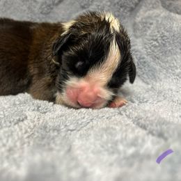 Purple - Mahogany and white female Saint Bernard puppy in New Philadelphia, Ohio from Fletchers Saints