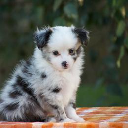 Paddington - Blue merle male Miniature American Shepherd puppy in Chocowinity, North Carolina from Foxtail Hollow