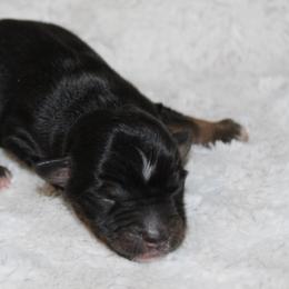 Rory - Black tri male Miniature Australian Shepherd puppy in Paris, Texas from Kuttin’ Up Mini Aussies