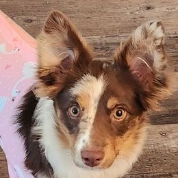 Rio - Miniature Australian Shepherd