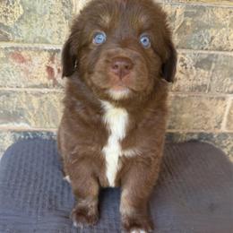Bell - Red & white female Australian Shepherd puppy in Harrah, Oklahoma from Kamm's Aussies