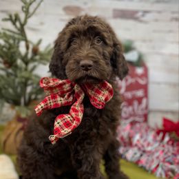 Siscilia - Brown female Springerdoodle puppy in Lisbon, Ohio from Willow Lane Doodles
