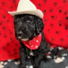 Loki - Black male Double Doodle puppy in Mineola, Texas from ETX Dandy Doodle