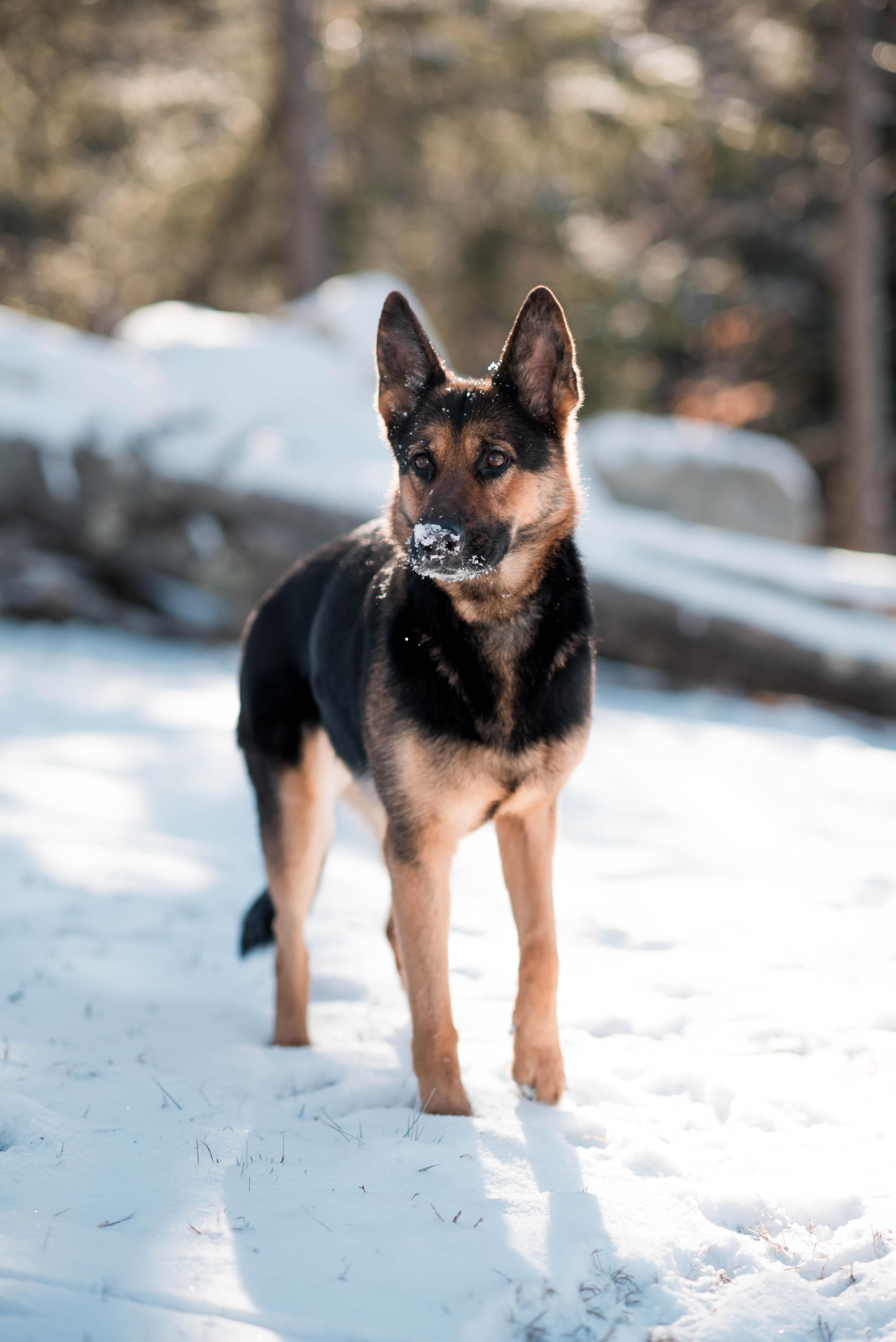 Nova