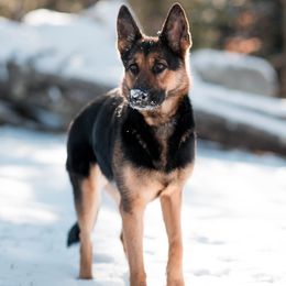 Nova - German Shepherd