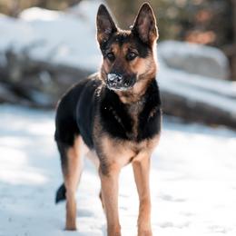 Nova - German Shepherd