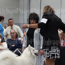Samoyeds from Starlite Samoyeds