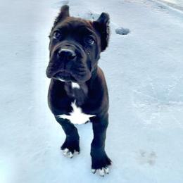 Orange - Black male Cane Corso puppy in Mc Ewen, Tennessee from Worldwide Kennels