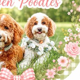Poodles from Autumn Powell
