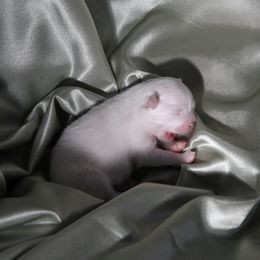 Pomeranian Puppies from Textilepoms