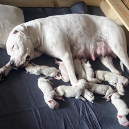 Boy 4 - White male Dogo Argentino puppy in Citra, Florida from De La Citra Dogo Argentino