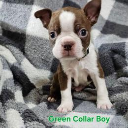 GREEN collar BOY - Brindle and white male Boston Terrier puppy in Salina, Kansas from Giles' Boston Babies