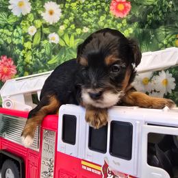 Neptune - Black tri-color male Aussiedoodle puppy in Prescott Valley, Arizona from Ramirez Family Doodles