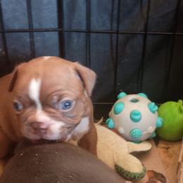 Haggerty - Big Red Boy - Red male Boston Terrier puppy in Hamilton, Montana from Reds Studio