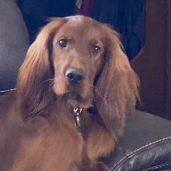Bailee - Irish Setter