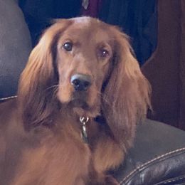 Bailee - Irish Setter