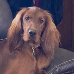 Bailee - Irish Setter