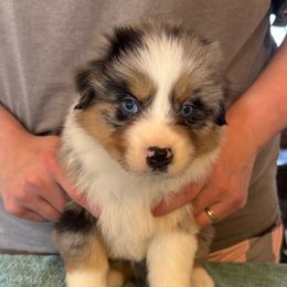 Ravager - Blue merle male Australian Shepherd puppy in Rapid River, Michigan from Echolight Australian Shepherds