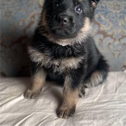 White collar girl - Black and red female German Shepherd puppy in Coleta, Illinois from Four Leaf Farm- Vom Vierblättriges Bauernhof