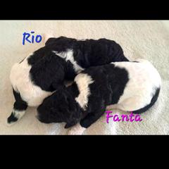 Poodle Puppies from Lyudmila's Standard Poodles