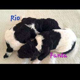 Poodle Puppies from Lyudmila's Standard Poodles
