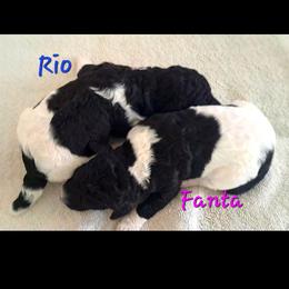 Poodle Puppies from Lyudmila's Standard Poodles