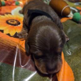 River - Chocolate and tan male Dachshund puppy in Grover, North Carolina from Windie's Dachshunds