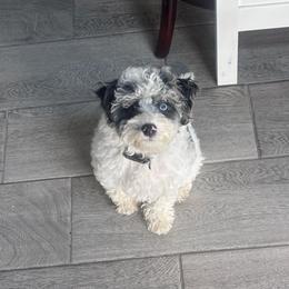 Kovu - Merle male Cavapoo puppy in Memphis, Tennessee from J'Adore Doodles