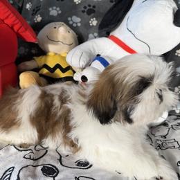 Puppy Boy B - Gold and white male Shih Tzu puppy in Strafford, Missouri from Intuition Shih Tzu